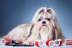 SHIH-TZU
